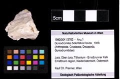 Foto (Objekt + Etiketten) von Goniodromites bidentatus (Reuss, 1858) 